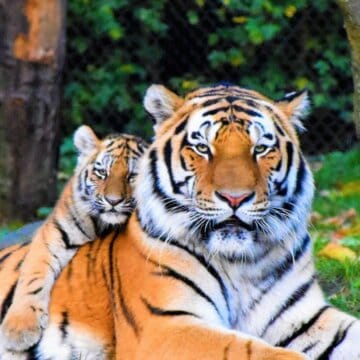 Totemdier tijger