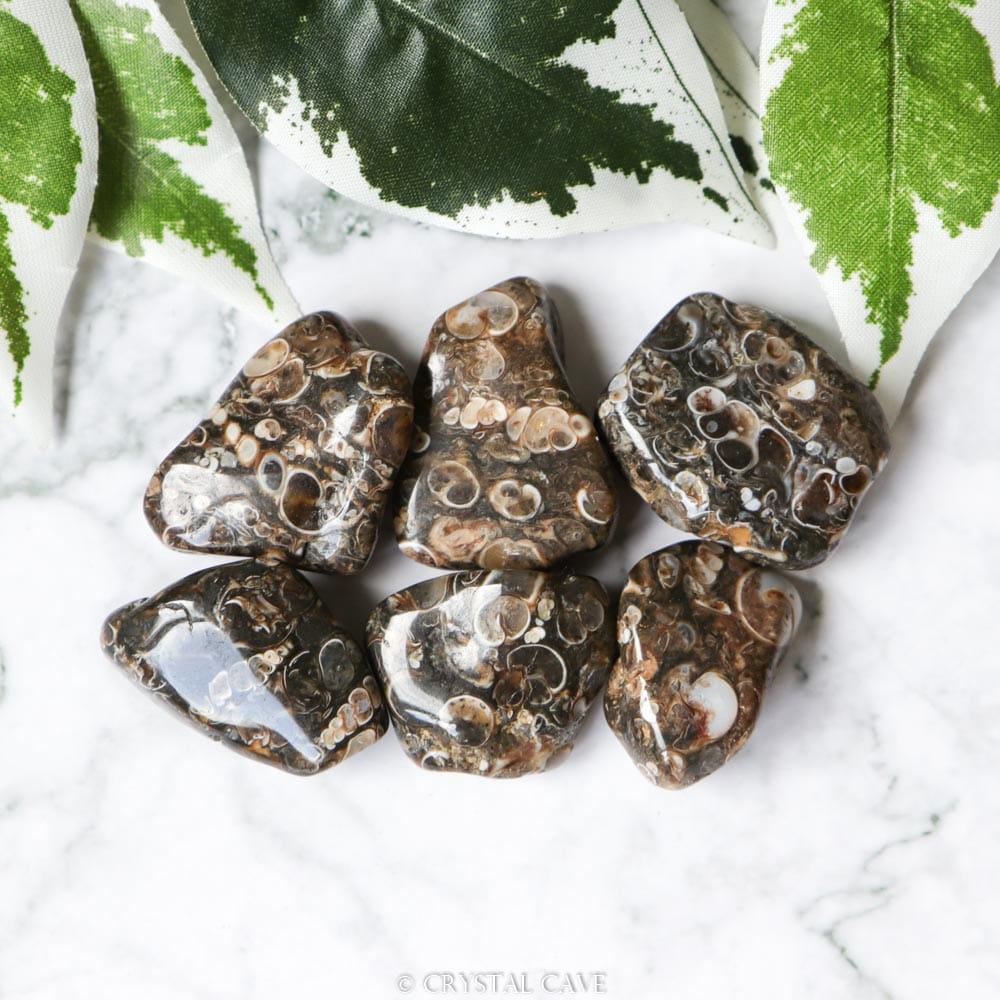 Edelstenen en Mineralen A 62 Turritella agate tumbled stone - Crystal Cave