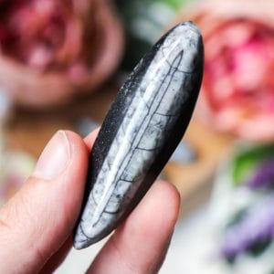 Orthoceras fossiel - Crystal Cave