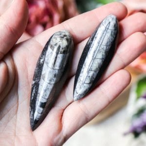 Orthoceras inktvis - Crystal Cave
