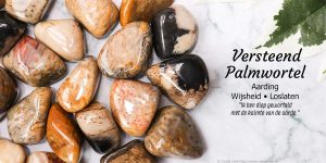 Versteend palmwortel informatie - Crystal Cave