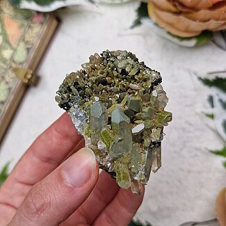 Forest Epidoot uit Turkije
