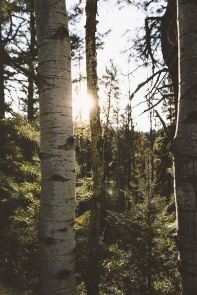 De Druïden Boomkalender: Geboortekalender van Bomen en hun Spirituele Betekenis 13 berk bomenkalender