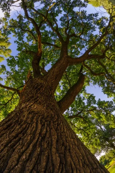 De Druïden Boomkalender: Geboortekalender van Bomen en hun Spirituele Betekenis 6 eik bomenkalender