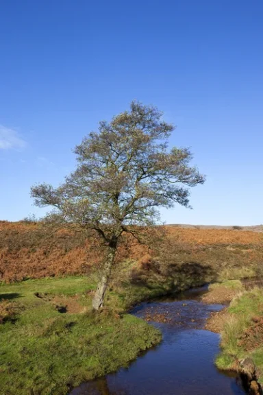 De Druïden Boomkalender: Geboortekalender van Bomen en hun Spirituele Betekenis 3 els bomenkalender