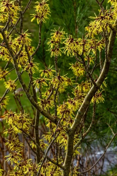 De Druïden Boomkalender: Geboortekalender van Bomen en hun Spirituele Betekenis 8 hazelaar bomenkalender